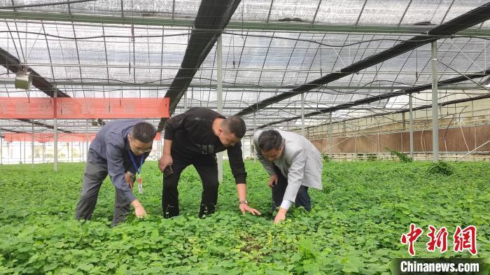 致富种植业_致富经种植_致富种植糖料蔗文案怎么写