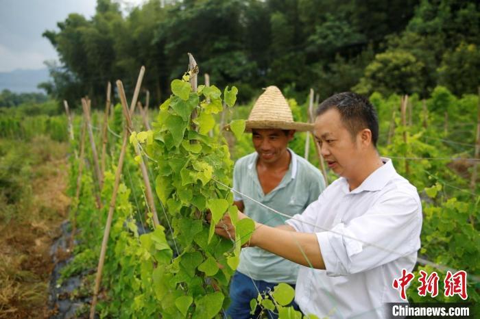 （乡村行·看振兴）江西安福乡贤返乡创业 探寻中草药里的“致富经”