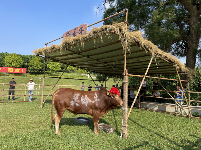 "冠军牛"今到中山,中山沙溪将把它作为形象宣传大使养起来|篮球|总