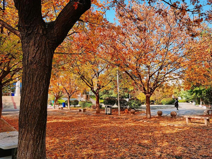 寻找山东最美大学|山东政法学院李文静:《秋季校园风景图》