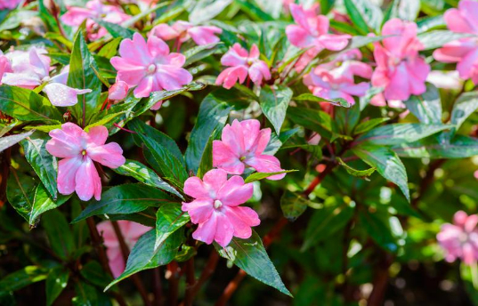 图：马达加斯加长春花