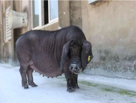 历史首例克隆枫泾猪宝宝正茁壮成长|金山区|枫泾|克隆_新浪新闻