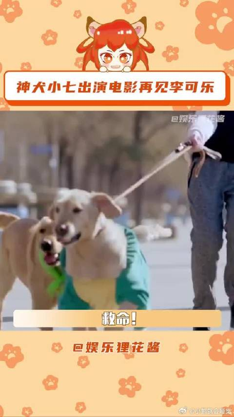 神犬小七出演电影再见李可乐原来距离神犬小七已经9年了
