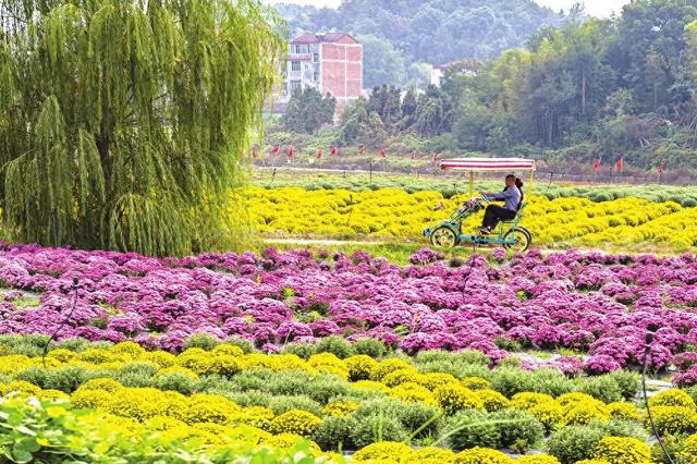 当临湘市桃林镇姹紫嫣红的十里桃花零落成泥后,我们来不及伤感,就看到