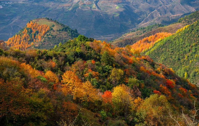 图集丨层林尽染四川金阳县百草坡秋色醉人