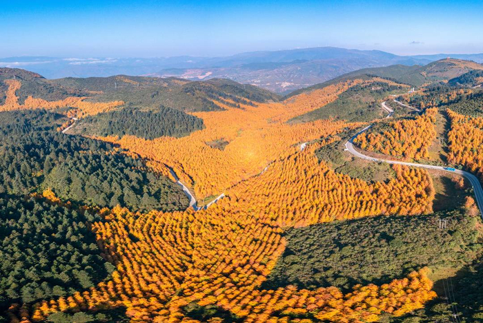 图集丨层林尽染 四川金阳县百草坡秋色醉人