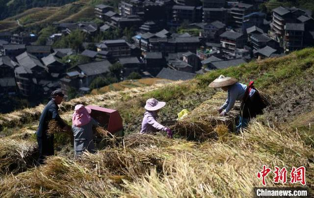 10月31日，在广西桂林市龙胜各族自治县龙脊镇平安村，村民在梯田上收割稻谷。潘志祥 摄 