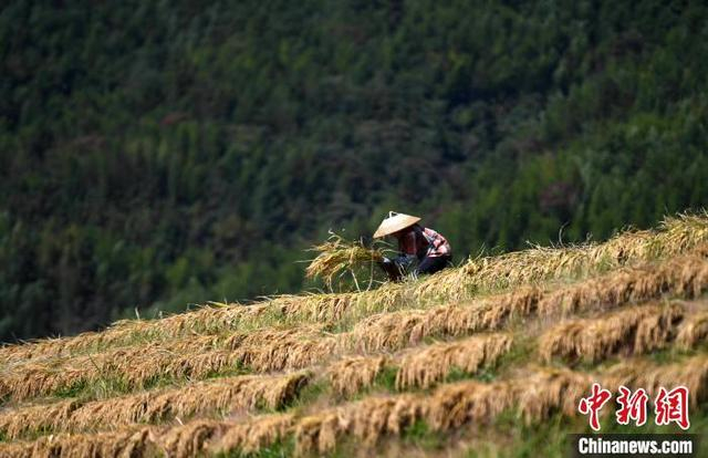 10月31日，在广西桂林市龙胜各族自治县龙脊镇平安村，村民在梯田上晒禾把。潘志祥 摄 