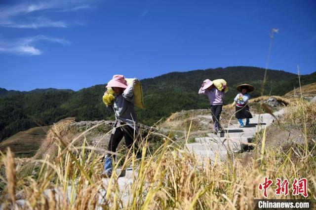 10月31日，在广西桂林市龙胜各族自治县龙脊镇平安村，村民在搬运谷子。潘志祥 摄 