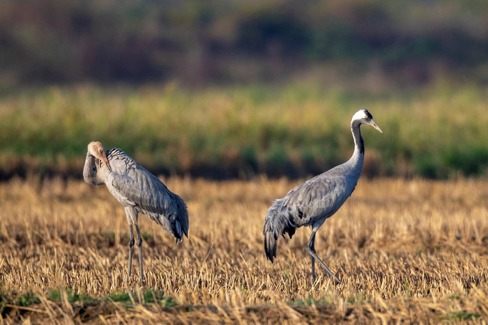 长沙讯 每年的11月初是我最期待的时候,除了大量的小天鹅会准时来到东