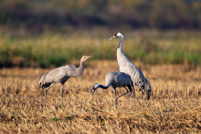 岳阳东古湖:灰鹤蹁跹舞洞庭|周洋_新浪新闻