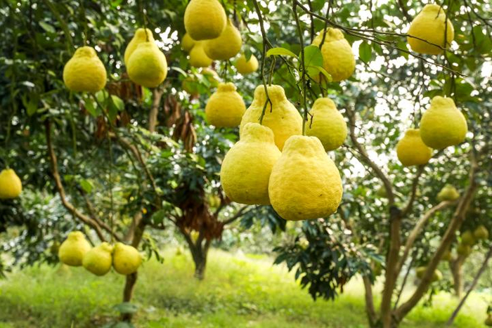 四川合江真龙柚喜获丰收