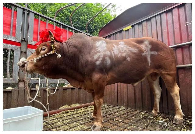 沙溪|中山|牛_新浪新闻