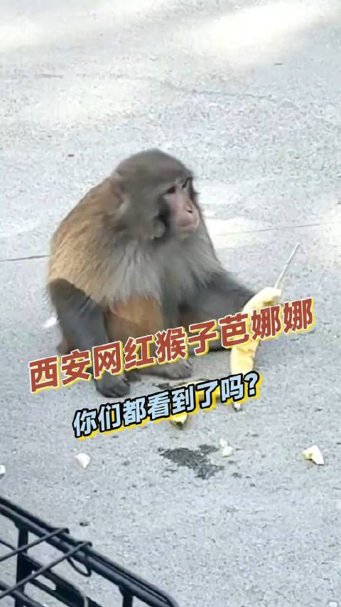 西安消防站的网红猴子芭娜娜