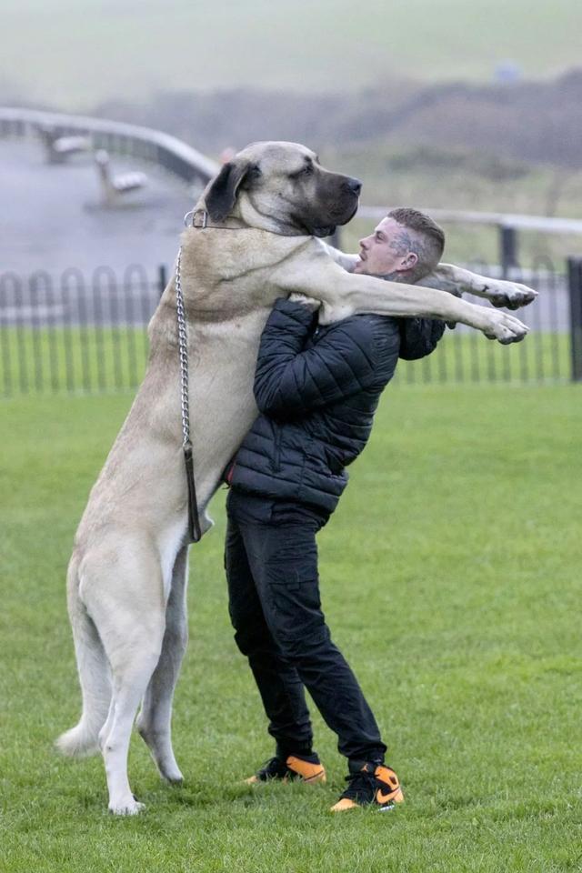 大狗排行榜_世界上体型最大的狗排名,犬类大...(2)