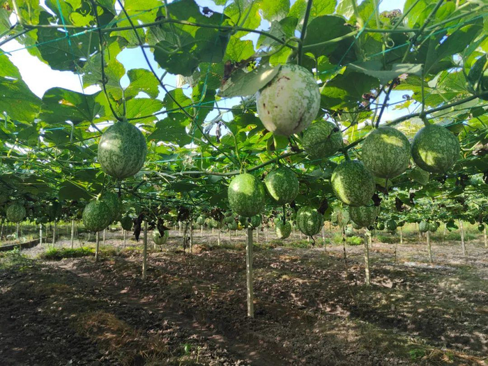 时事看点>正文>挂满枝头的吊瓜据悉,广东省工商联,中建四局驻镇帮镇扶