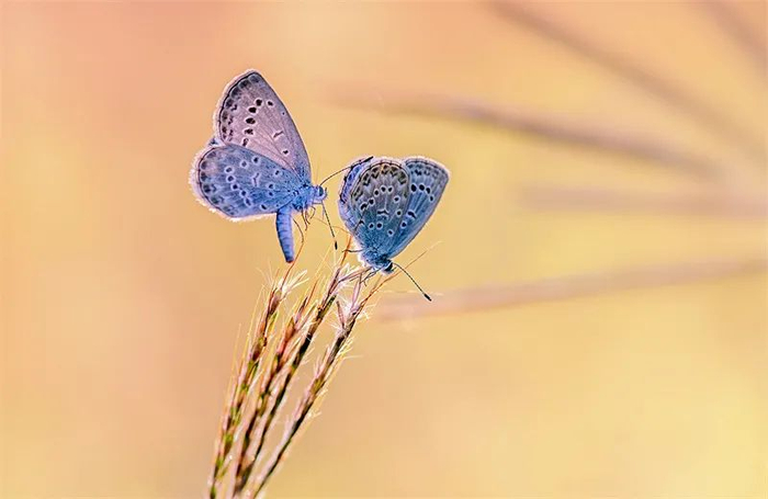 飞翔的蝴蝶形成虚影为图片注入动感
