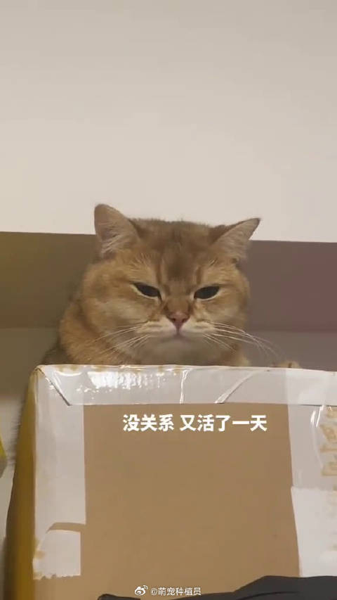 没关系 又活了一天 已经很厉害了猫咪日常__财经头条