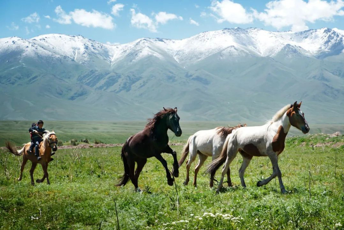 中亚马种大赏|中亚|英国|卡拉_新浪新闻