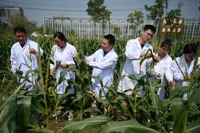 瑞丰生物公司的技术人员正在生物育种玉米田内采样。叶雨轩 摄