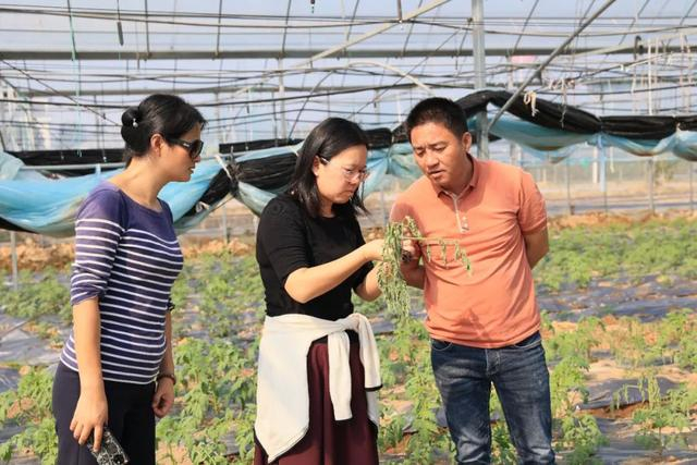 中农美蔬总经理吕亚清对番茄幼苗病害情况给出对策和建议。匡磊 摄