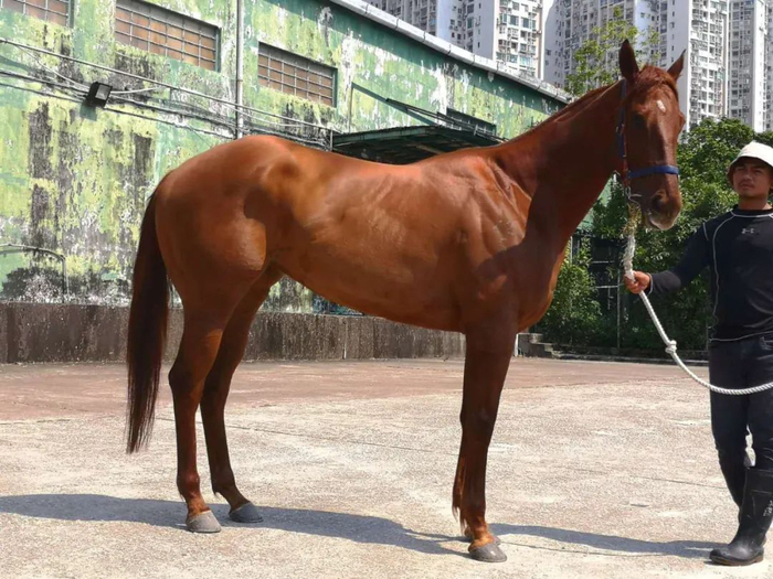 世界最贵马种第一名是英国纯血马,也是上文提到的阿桑别克所拥有的