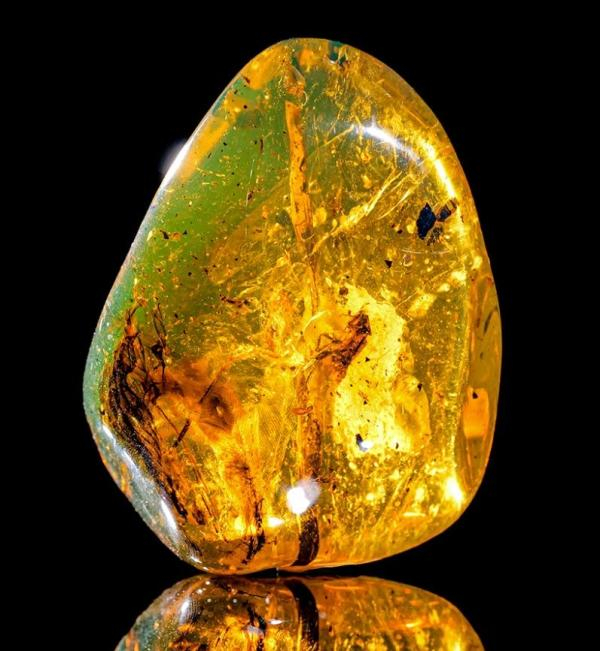 亿年前白垩纪琥珀在进博会全球首秀,内藏蜥蜴捕猎罕见瞬间__财经头条