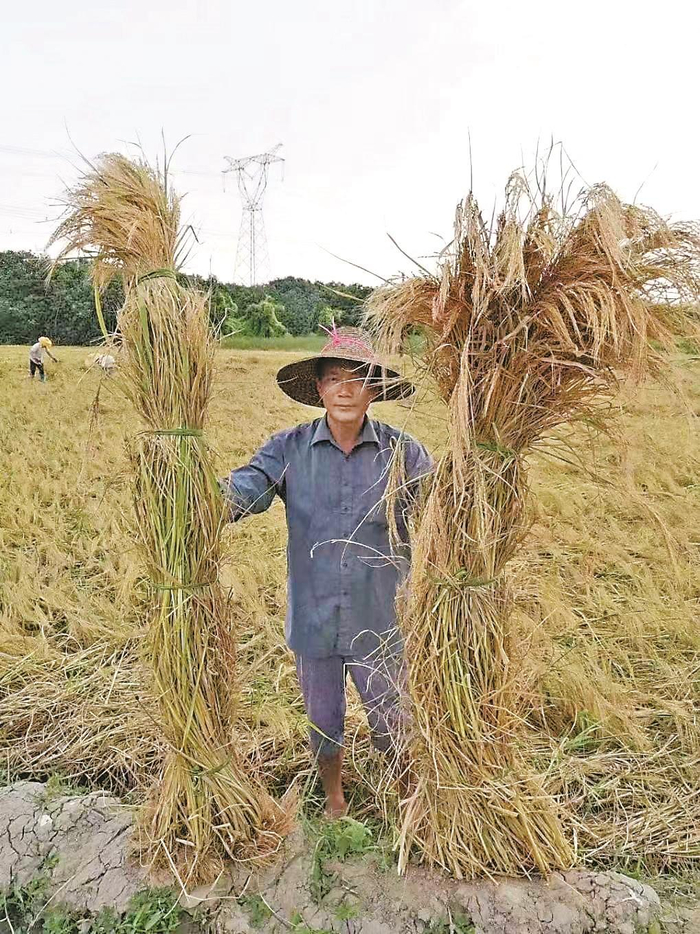 湛江虎头坡村海割米成了致富米销路越来越广