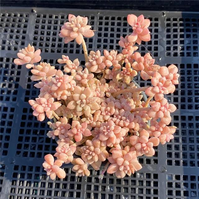 适合新手种植的5款"粉色系多肉",肉乎乎,粉嘟嘟!