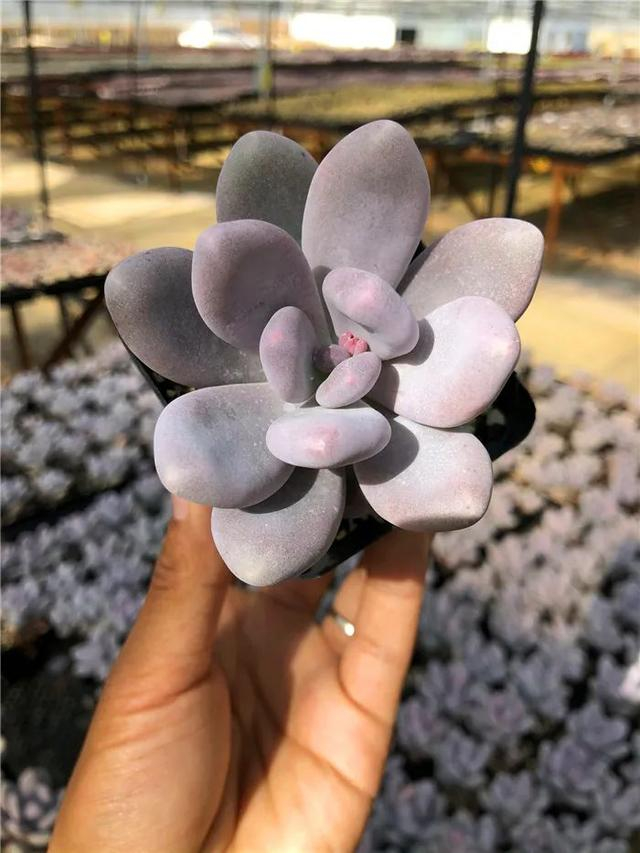 适合新手种植的5款粉色系多肉肉乎乎粉嘟嘟