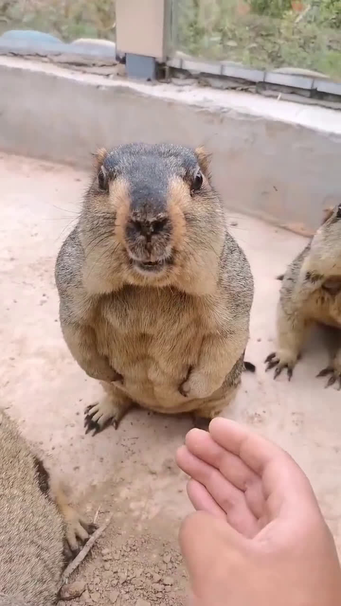 超可爱萌宠土拨鼠