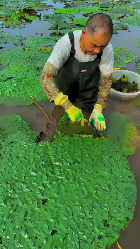 原来芡实是这么来的__财经头条