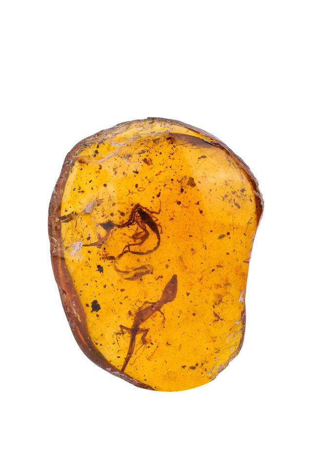 在进博会看见亿年前世界653件白垩纪时期琥珀全球首秀