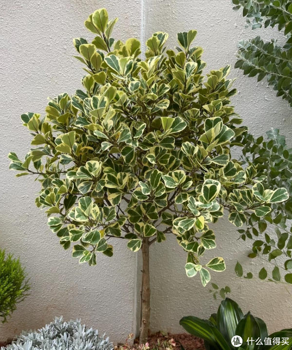 蓝妖:花叶心叶榕锦怎么养?做好这5点,新手也能养好