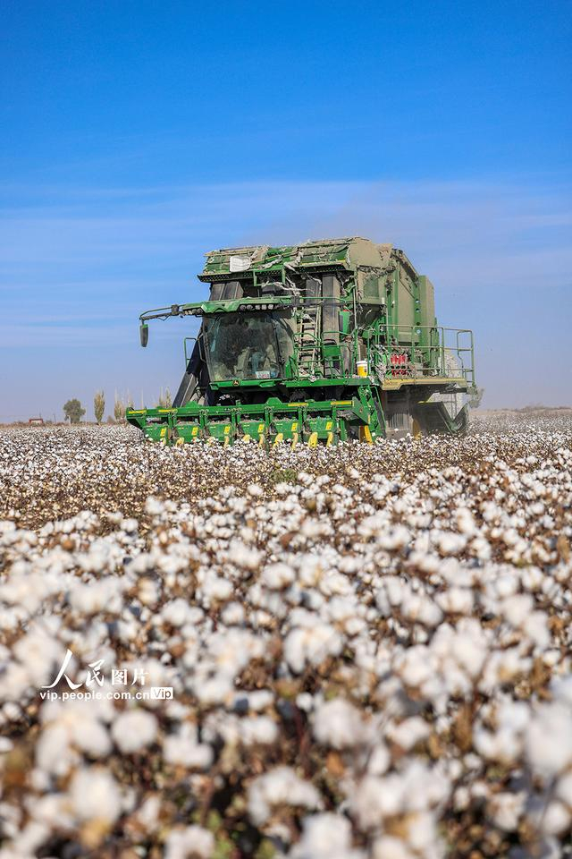 新疆库车:棉花进入采摘季|新疆库车|人民网|新疆维吾尔自治区_新浪