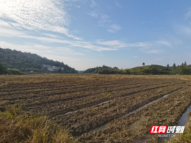 永兴县马田镇紧抓秋冬播种季油菜育苗正当时