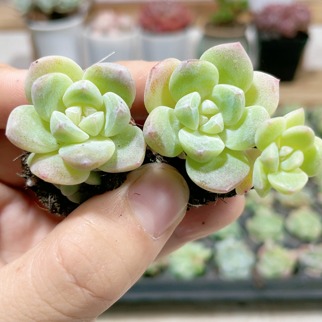 多肉冰玉秋冬这样养叶片晶莹剔透美极了