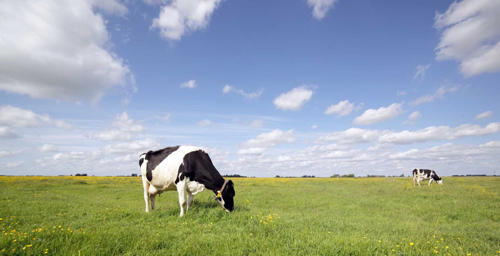 拓圈强链全勤生伊利在进博会呈现乳业国际化出色样本