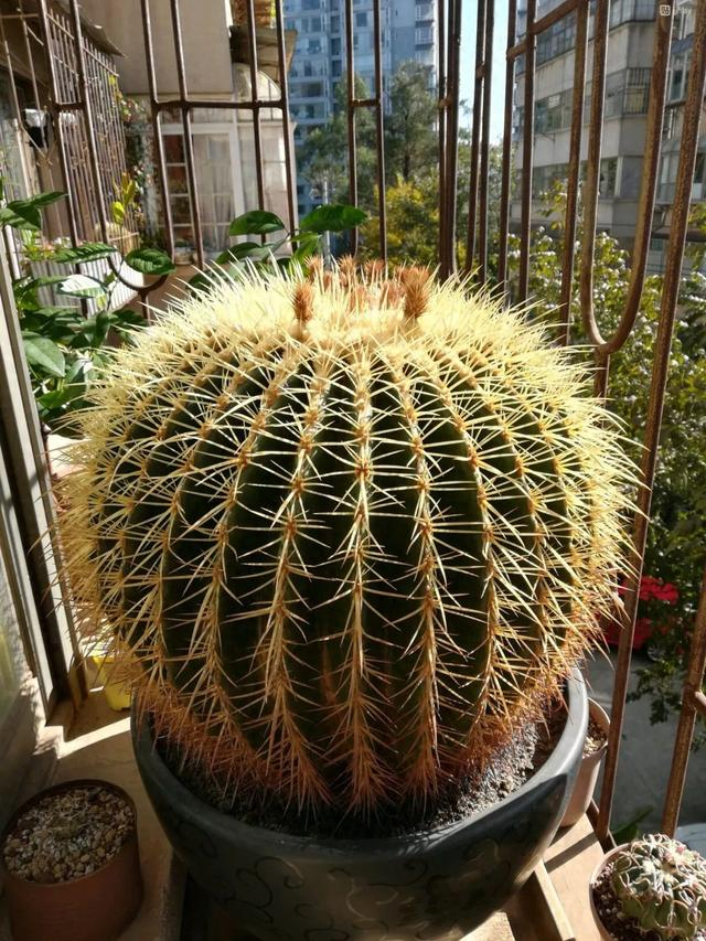 仙人球金琥,教你2个养护小窍门,球体金灿灿,长到比篮球大!