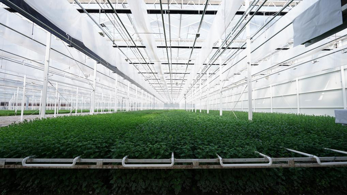 虹华国际菊花生态园采用全天候光温控制和水肥一体化灌溉等先进技术。采访对象供图