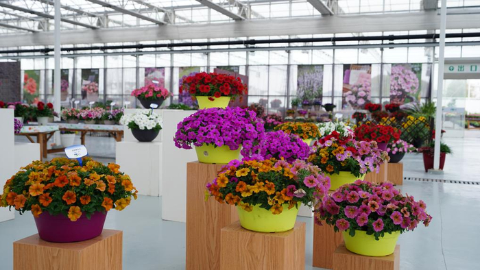 智慧生态花卉园的新优花卉展示区。采访对象供图