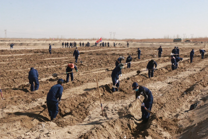 2019年，艾西曼区域开展义务植树场景。图片来源：阿克苏地区林草局