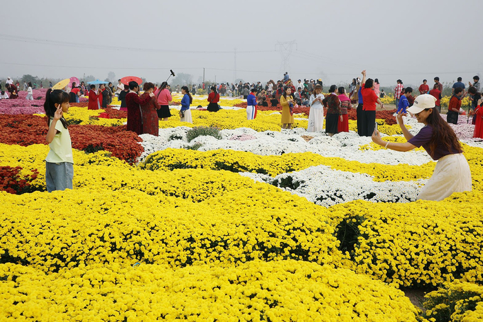 芜湖三山经开区花经济助力乡村振兴