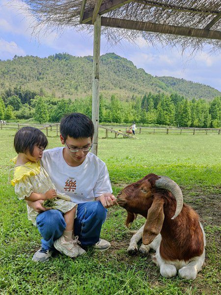     在民宿附近景区的农场里，民宿管家刘欣带着一位客人的女儿在喂小羊。受访者供图