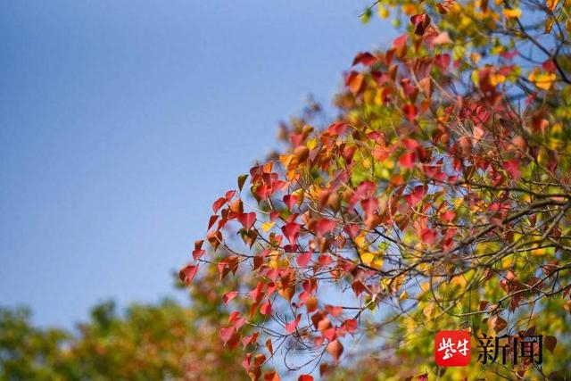 乌桕美景上线,一起邂逅斑斓秋色__财经头条