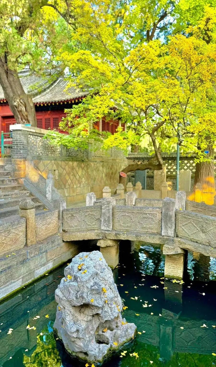 漫游泰山指南|来泰山王母池邂逅一抹金黄