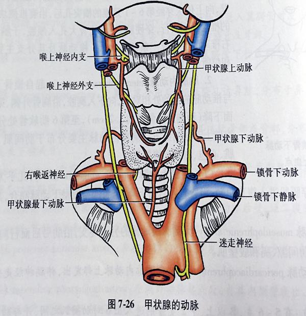 甲状腺血管神经解剖图图片