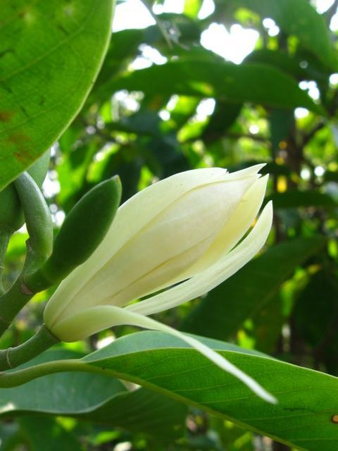 葛兰花:在夏季绽放雅致|黄葛兰|花卉|花朵_新浪新闻