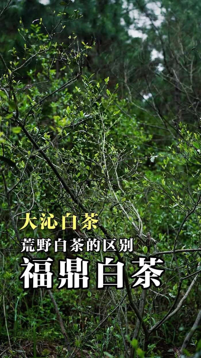 一分钟告诉你荒野白茶的区别__财经头条