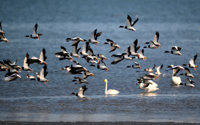 5万只候鸟|候鸟|官厅水库|天鹅_新浪新闻